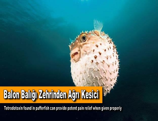 Balon Balığı Zehrinden Ağrı Kesici