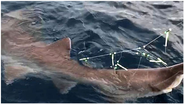 Oltayla 326 Kiloluk Köpek Balığı Yakaladı, Korkudan Tekneye Çekemedi