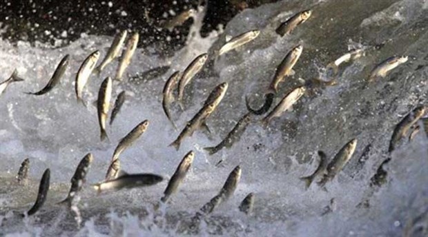 Avrupa Konseyi, Karadeniz İçin Balık Avlama Kotasını Belirledi
