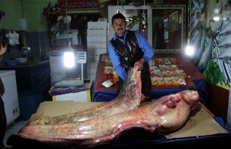 Baraj Gölünde 100 Kiloluk Yayın Balığı