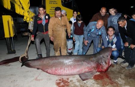 Bu köpekbalığı 4 metre, 500 kilo!