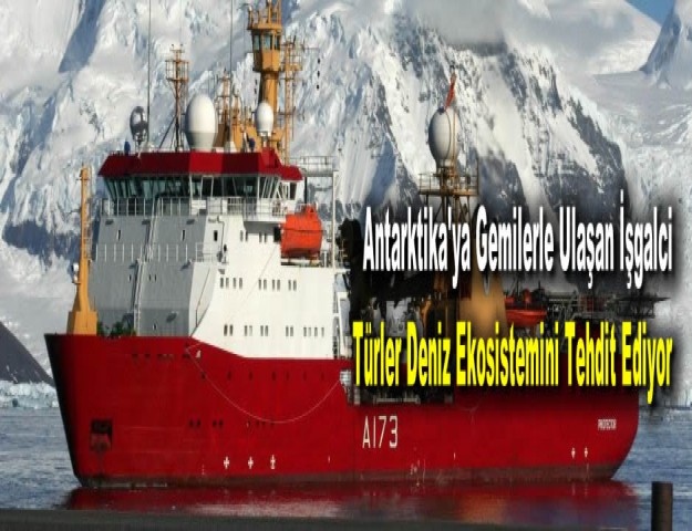 Antarktika'ya Gemilerle Ulaşan İşgalci Türler Deniz Ekosistemini Tehdit Ediyor