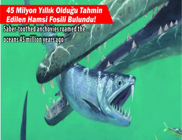 45 Milyon Yıllık Olduğu Tahmin Edilen Hamsi Fosili Bulundu!