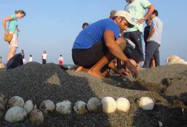 Yavru Caretta Carettaların Denize Yolculuğu Başladı