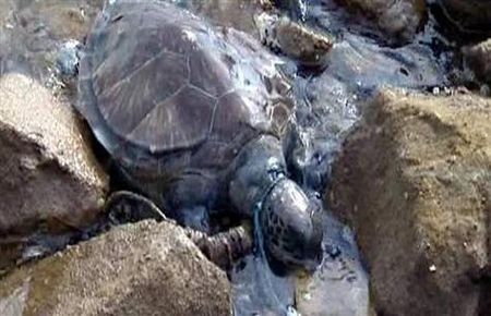 Caretta carattaya akıl almaz işkence