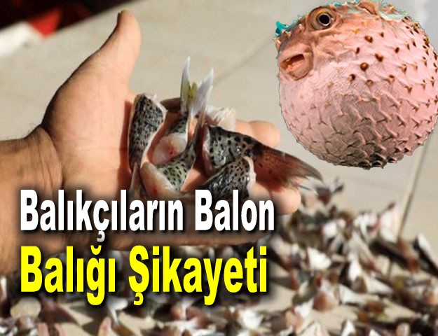 Balıkçıların Balon Balığı Şikayeti