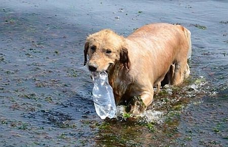 Çevreci köpek 'Betsi'