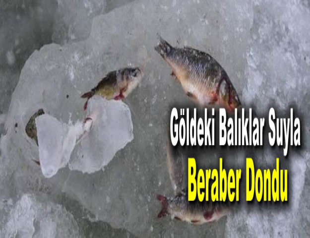 Göldeki Balıklar Suyla Beraber Dondu