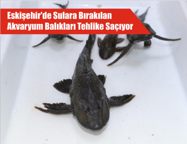 Eskişehir'de Sulara Bırakılan Akvaryum Balıkları Tehlike Saçıyor