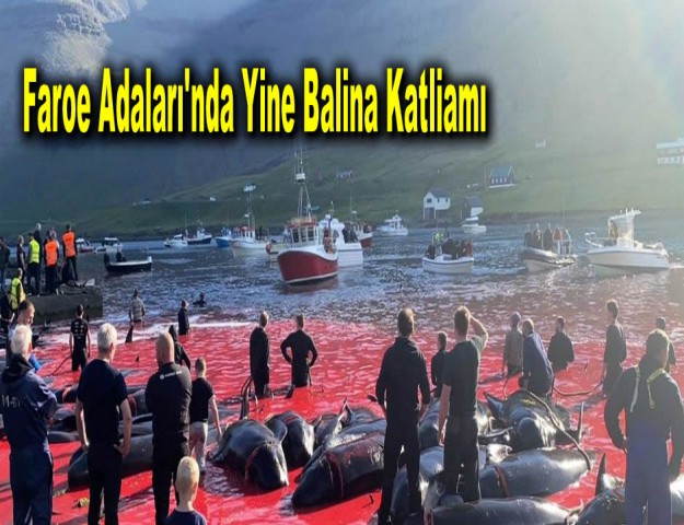 Faroe Adaları'nda Yine Balina Katliamı