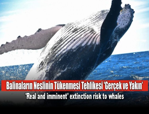 Balinaların Neslinin Tükenmesi Tehlikesi 'Gerçek ve Yakın'