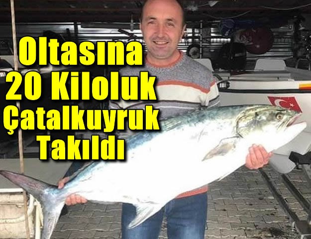 Oltasına 20 Kiloluk "Çatalkuyruk" Takıldı