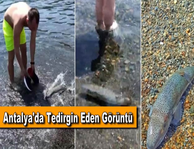 Antalya'da Tedirgin Eden Görüntü