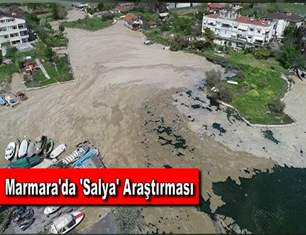 Marmara'da 'Salya' Araştırması