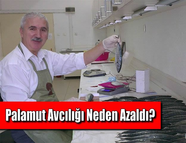 Palamut Avcılığı Neden Azaldı?