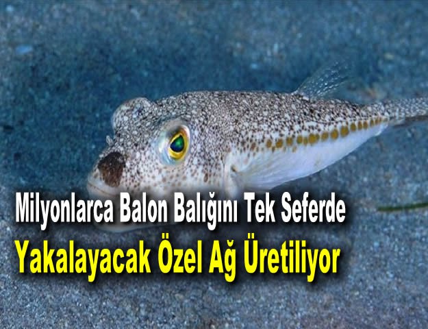 Milyonlarca Balon Balığını Tek Seferde Yakalayacak Özel Ağ Üretiliyor