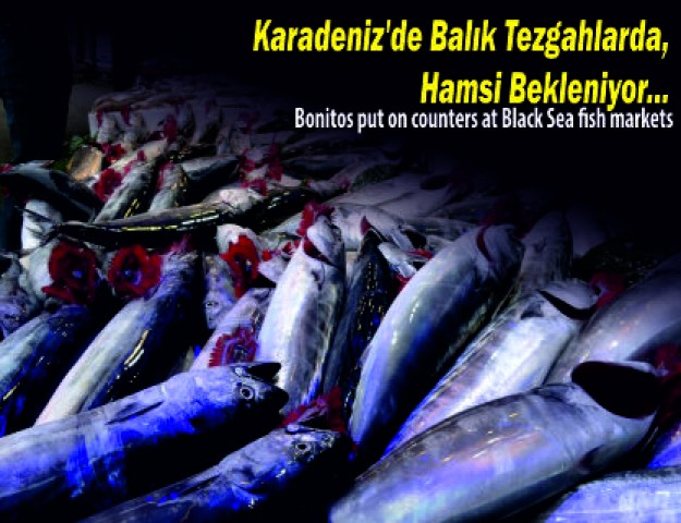 Karadeniz'de Balık Tezgahlarda, Hamsi Bekleniyor...