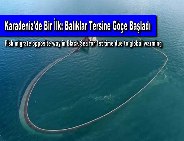 Karadeniz'de Bir İlk: Balıklar Tersine Göçe Başladı