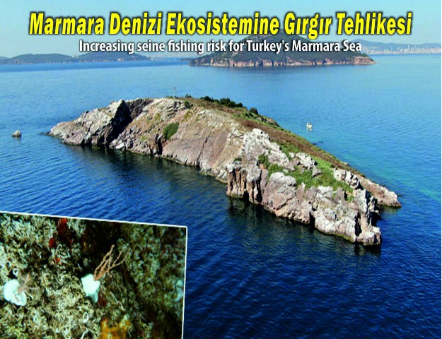 Marmara Denizi Ekosistemine Gırgır Tehlikesi