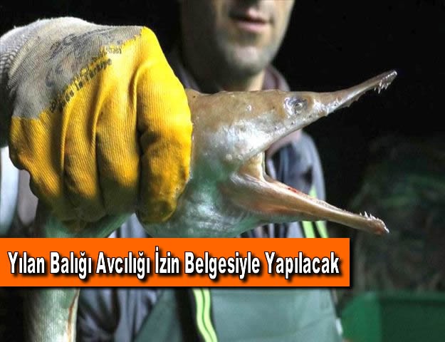 Yılan Balığı Avcılığı İzin Belgesiyle Yapılacak