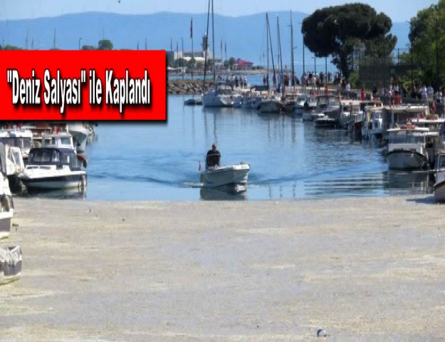 "Deniz Salyası" ile Kaplandı