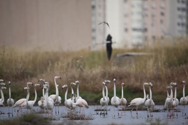Otoban Geçiş Projesi Flamingolara Zarar Verecek Mi?