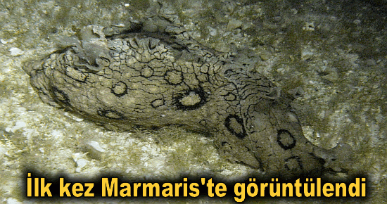 İlk kez Marmaris' te