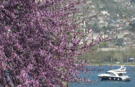 İstanbul'da Erguvan vakti
