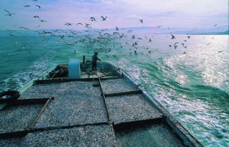 İzlanda'nın Zehirli Balıklarını Yedik