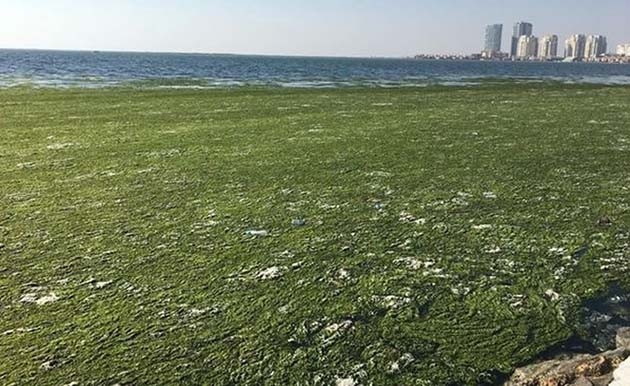 İzmir Körfezi'nde Şaşırtan Görüntü