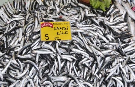 Karadeniz'de hamsi bereketi