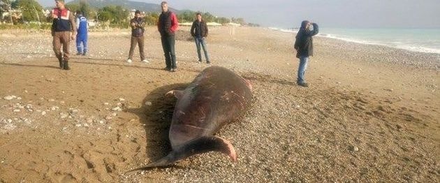 Antalyada 5 Metrelik Ölü Balina Kıyıya Vurdu