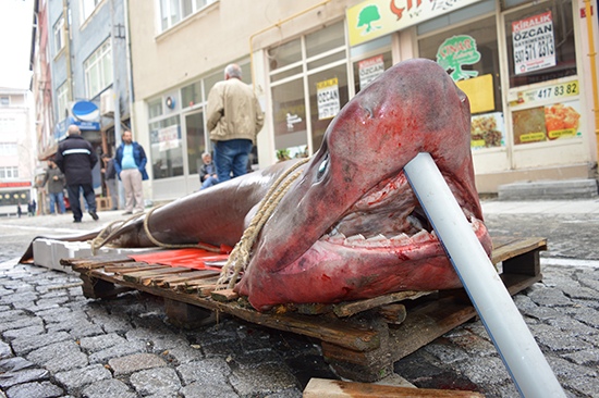 Lüleburgaz'da Yarım Tonluk Köpek Balığı Görenleri Şaşırttı
