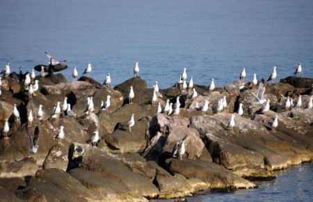 Martıların yeni mekanı