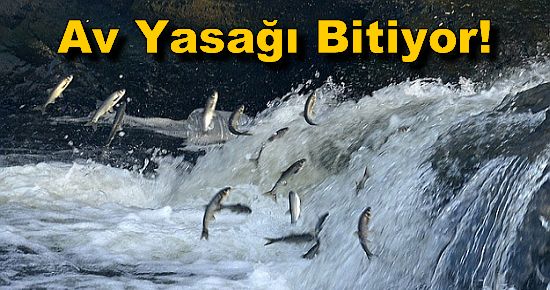 Van Gölü'nde Av Yasağı Bitiyor!