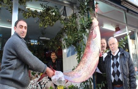 Yayın balığı görenleri şaşkına çeviriyor