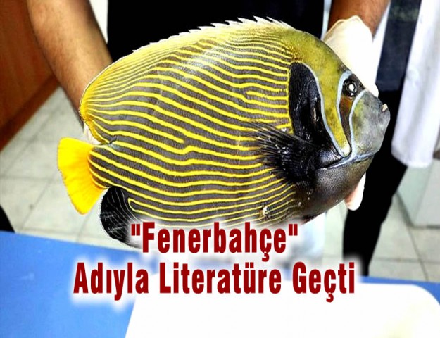 "Fenerbahçe" Adıyla Literatüre Geçti