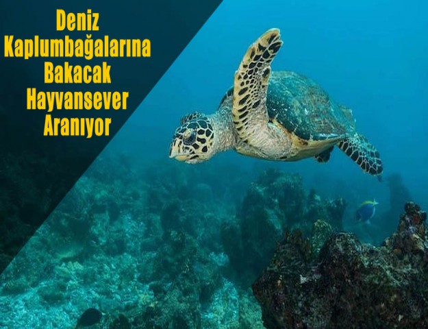 Deniz Kaplumbağalarına Bakacak Hayvansever Aranıyor