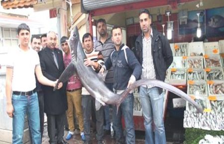 110 Kiloluk Köpek Balığı Yakalandı