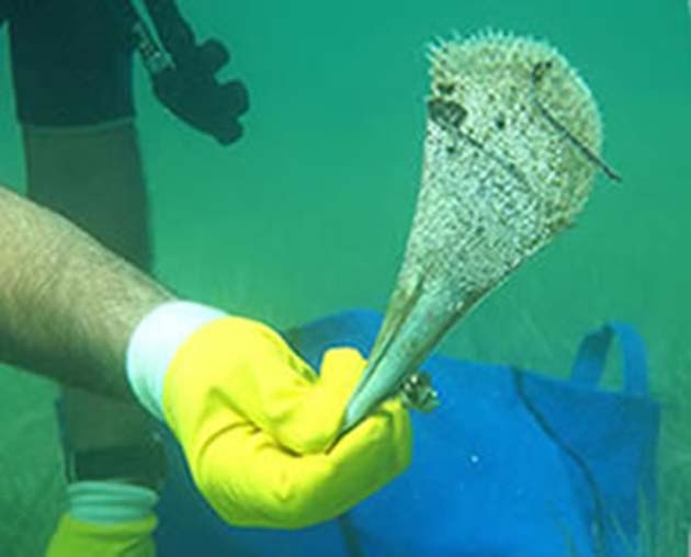 Deniz Canlıları Koruma Altında