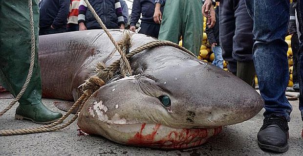 Marmarada 1 tonluk dev köpek balığı