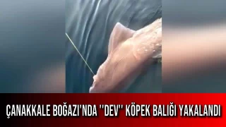 Çanakkale Boğazı'nda ''Dev'' Köpek Balığı Yakalandı