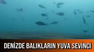 Denizde Balıkların Yuva Sevinci