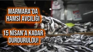 Marmara’da Hamsi Avcılığı 15 Nisan’a Kadar Durduruldu!