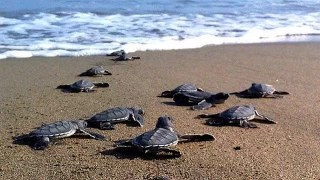 Caretta caretta yuvasının üstünde mangal yaptılar: