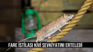 Fare İstilası Kivi Sevkiyatını Erteledi