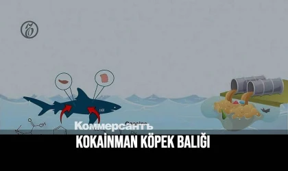 Kokainman köpek balığı