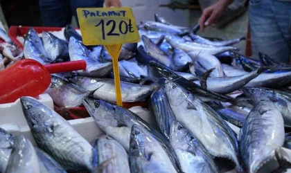 Palamut Rusya'ya Kaçtı! Fiyatlar Arttı!