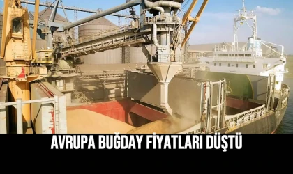 Avrupa Buğday Fiyatları Düştü