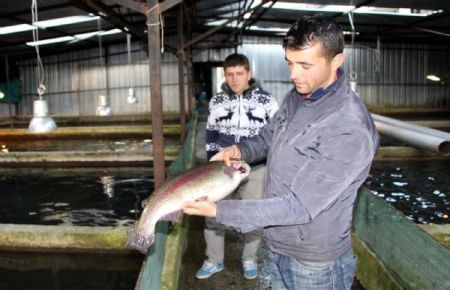 '20 milyon balık 2 saat içinde ölecek'